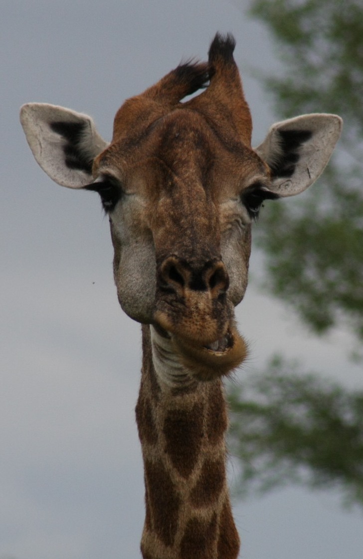 A Giraffe in close-up