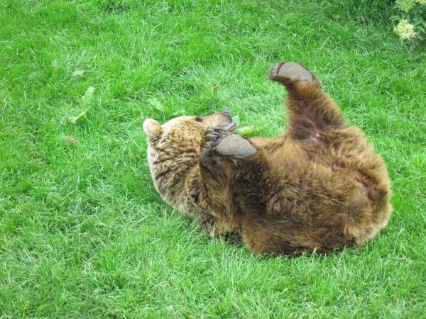 2016-06-11 Whipsnade Zoo and Rolling Bears